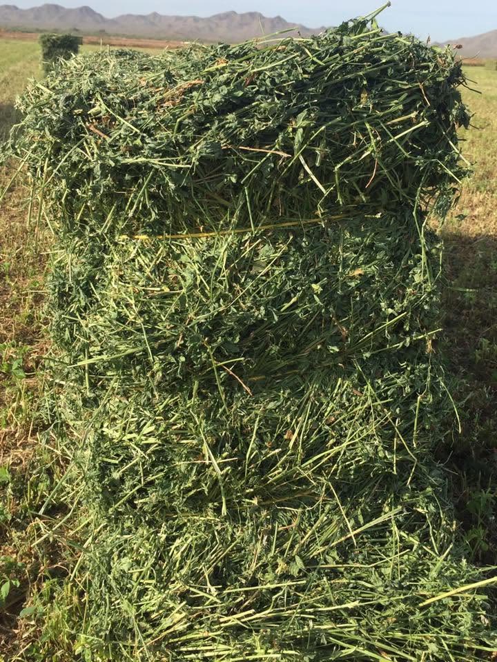 A close view of a leafy green alfalfa bale tied in the field