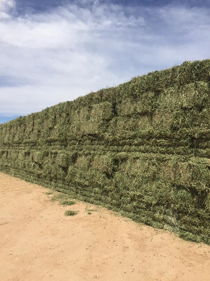 A long wall of green square hay bales beside a dirt lane