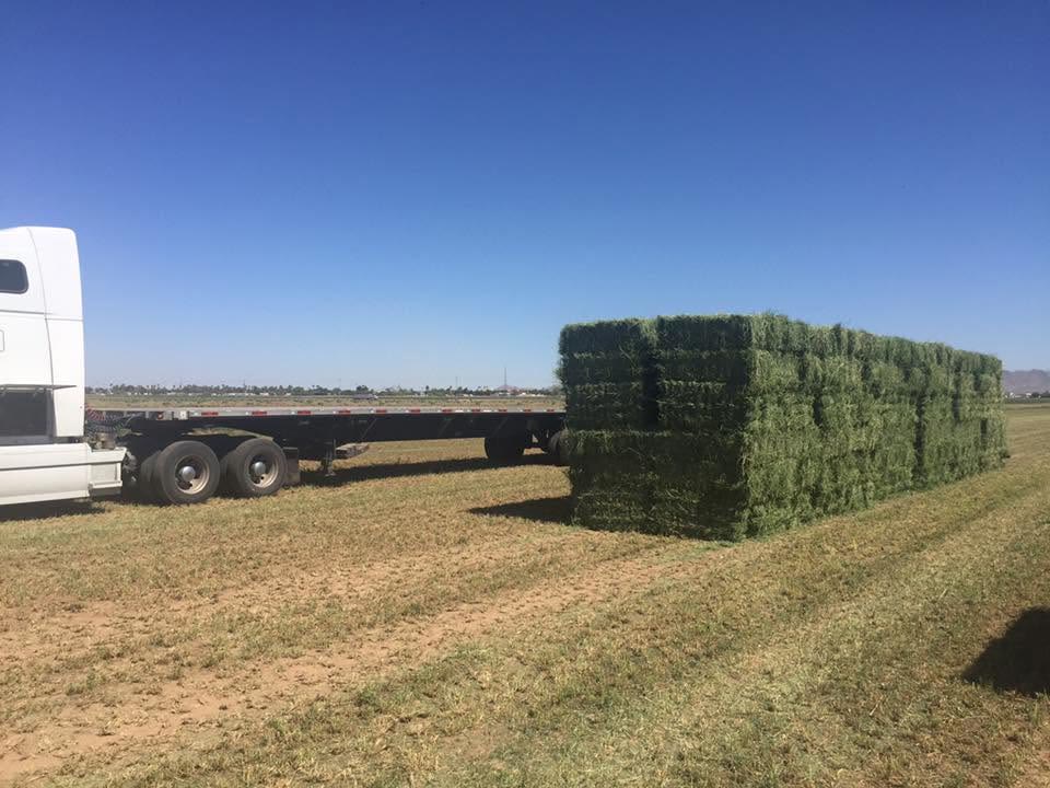 A white semi with an empty flatbed parked beside a long stack of green hay bales