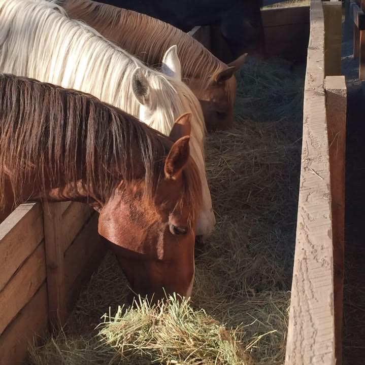 Three horses eating hay inside a wooden pen