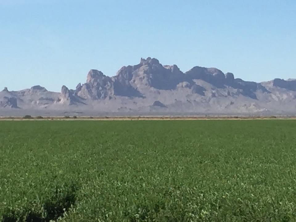 A green hay field with rocky desert mountains on the horizon