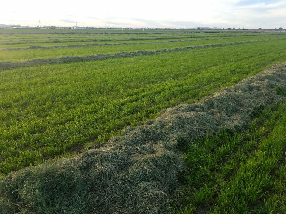 Cut hay in windrows across a green field