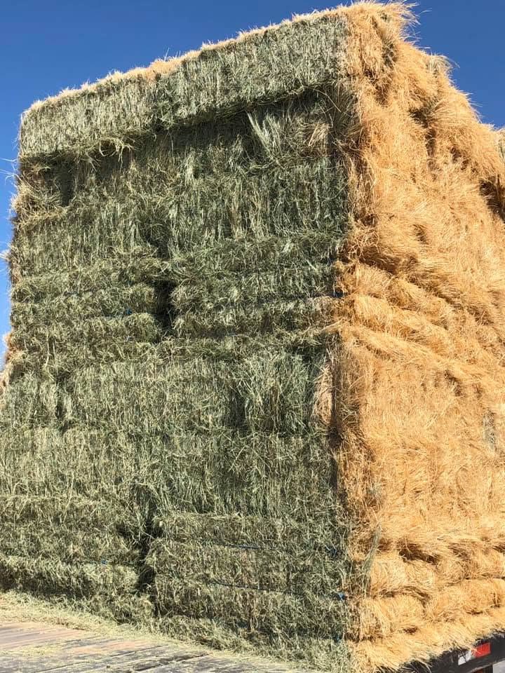 A truck loaded with green hay bales beside a stack of golden hay