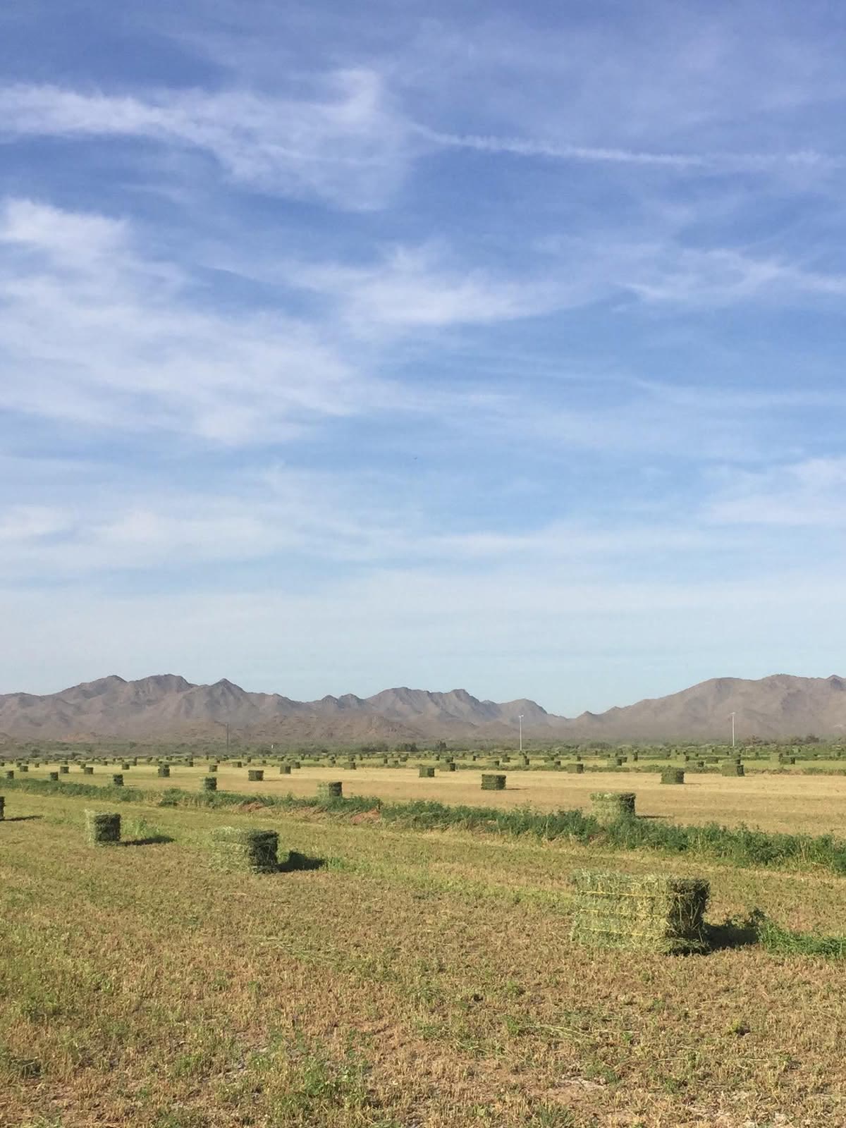 Rows of small hay bales set across a cut field, with desert mountains behind